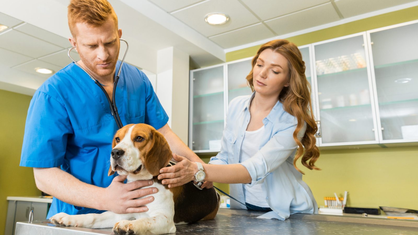 Doctor examining Beagle dog with woman assistant at veterinary clinic